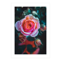 delicate rose (Print Only)