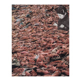Counting Walrus (Print Only) thumbnail