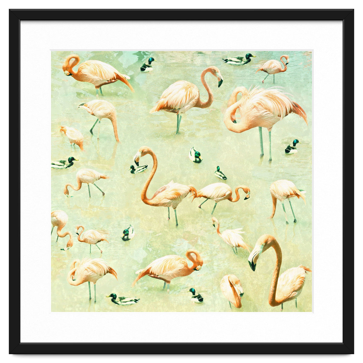 Flamingos