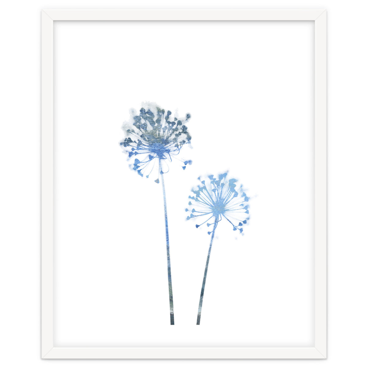 Blue Dandelion