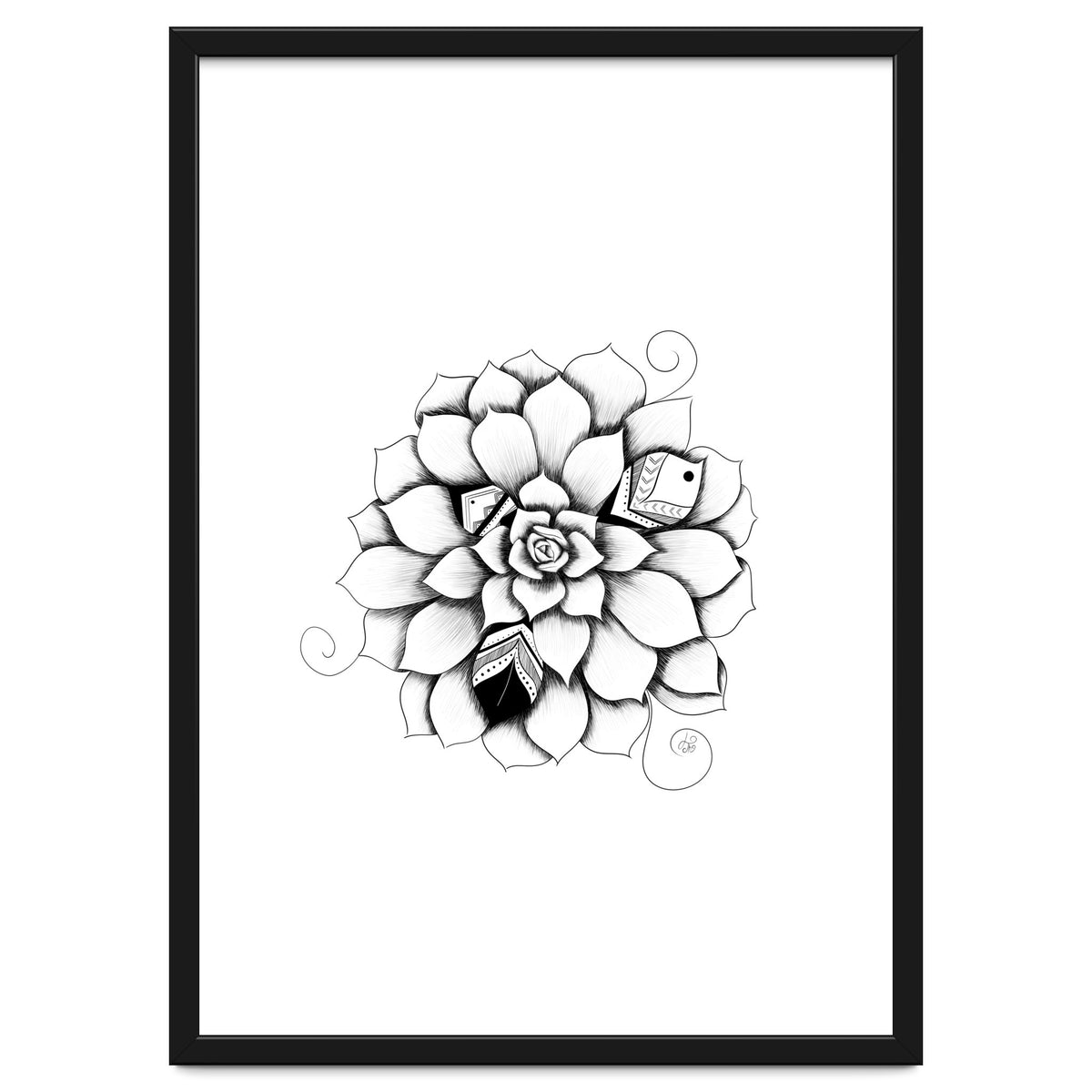 Poetic Echeveria Plant