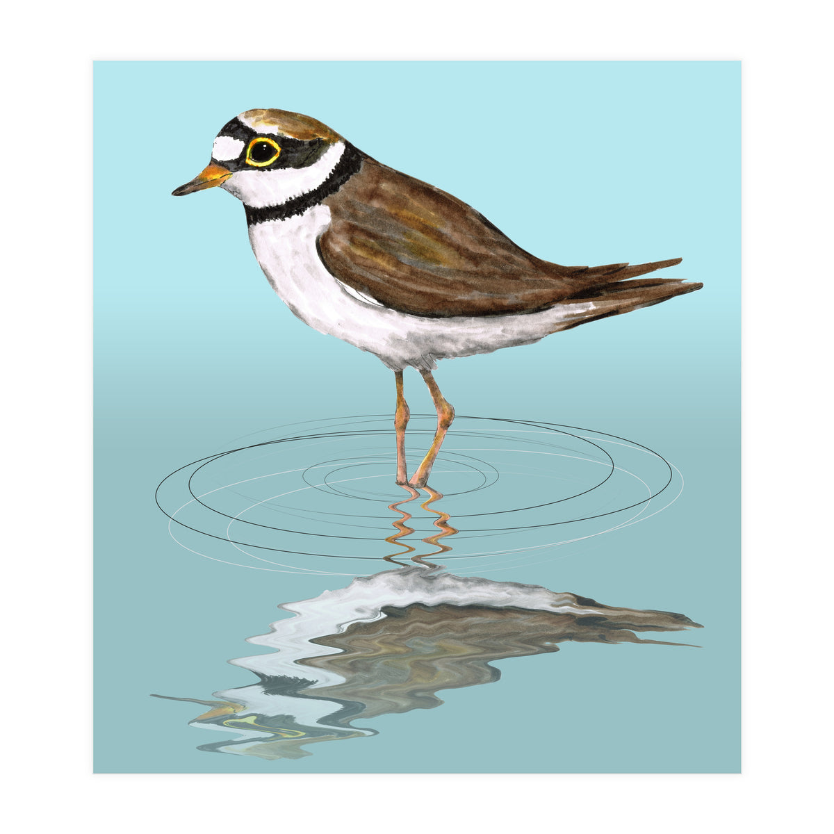 Little ringed  plover (Print Only)