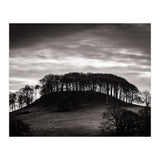 Trees in Silhouette (Print Only) thumbnail