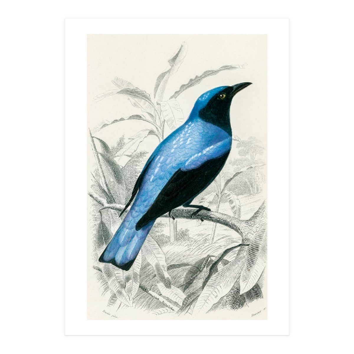 Square-tailed drongo illustrated (Print Only)