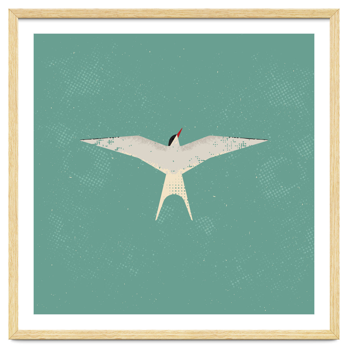 Arctic Tern