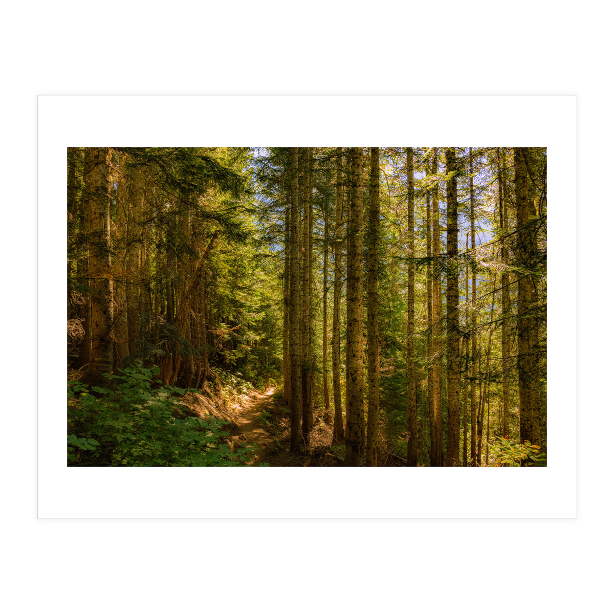 Cascade Trail (Print Only)
