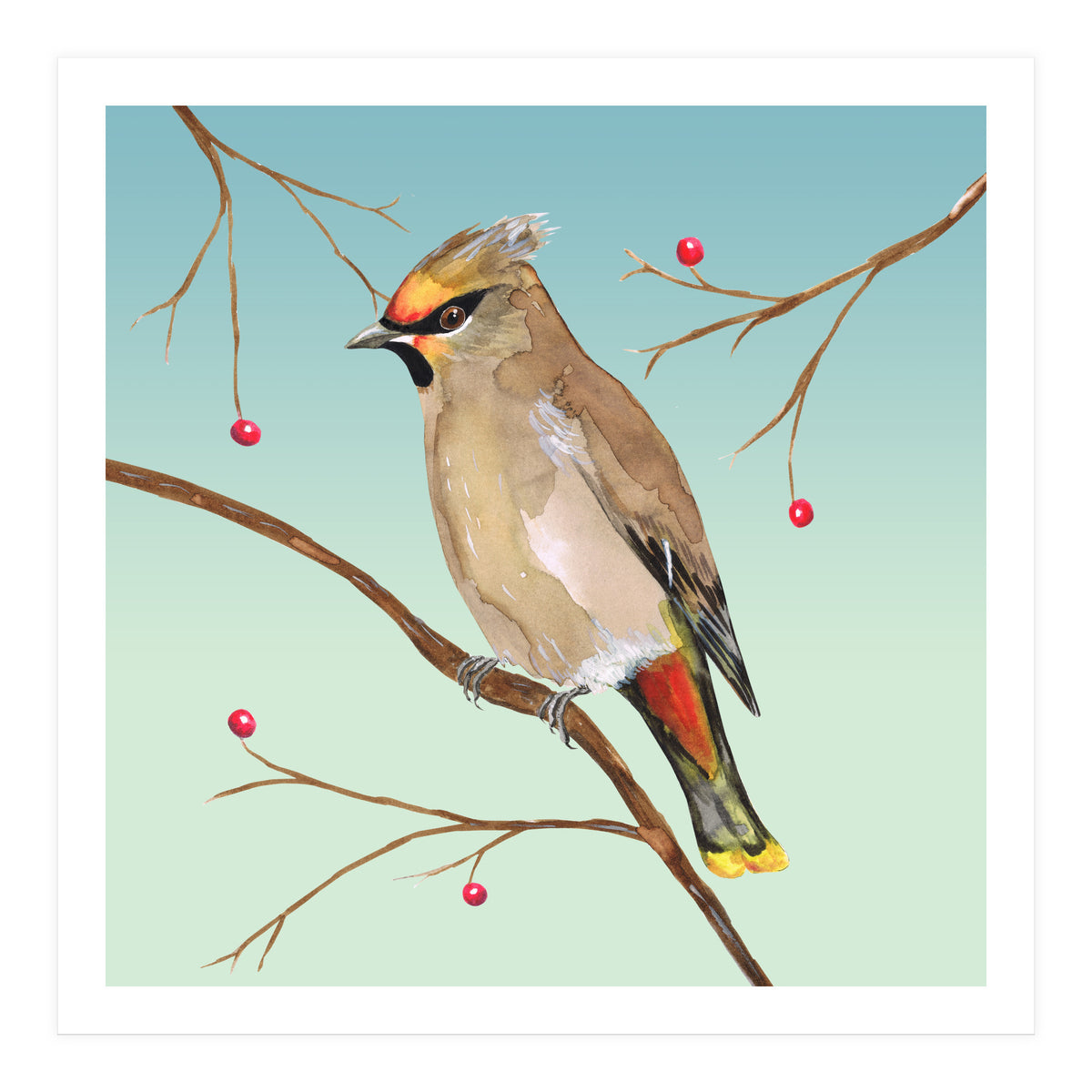Bohemian waxwing (Print Only)