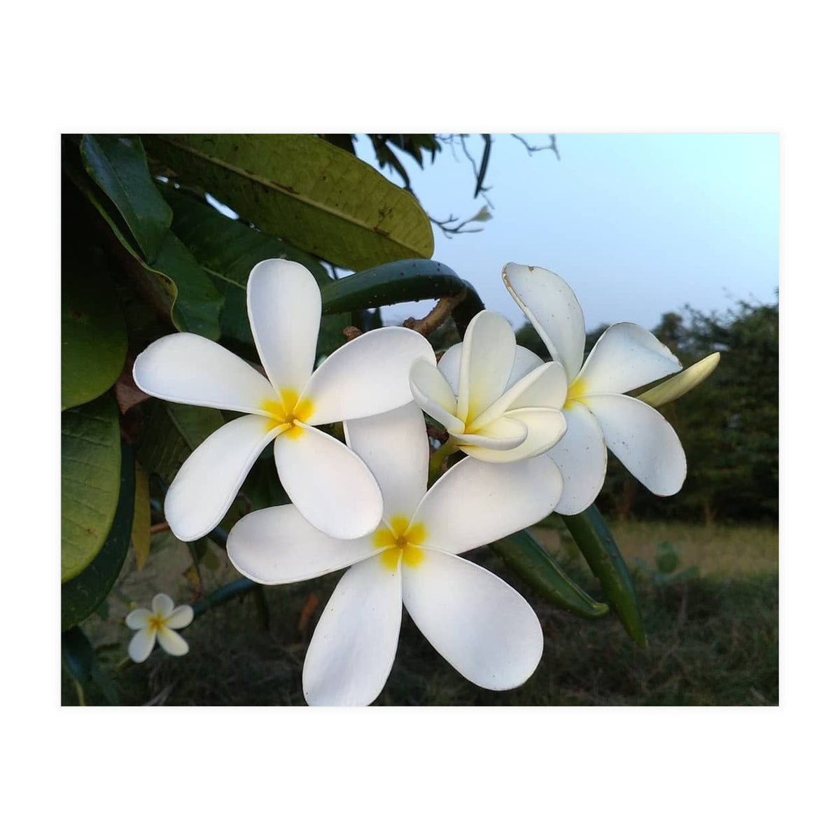 Frangipani (Print Only)