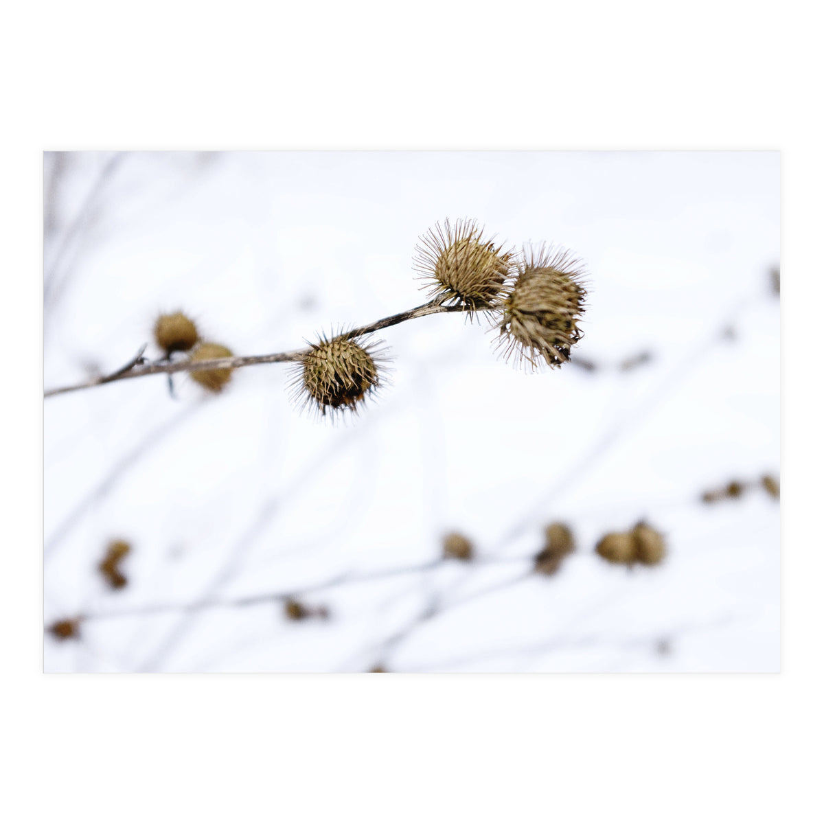 Winter Thistles (Print Only)