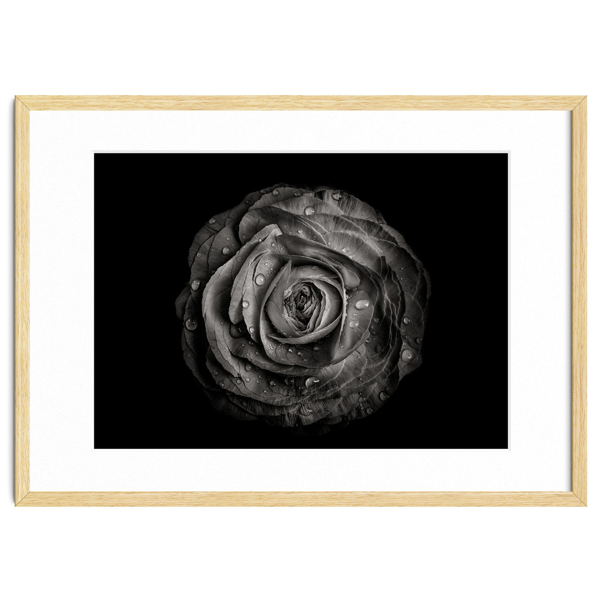 Backyard Flowers In Black And White 72