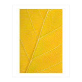 Autumn Leaf (Print Only) thumbnail