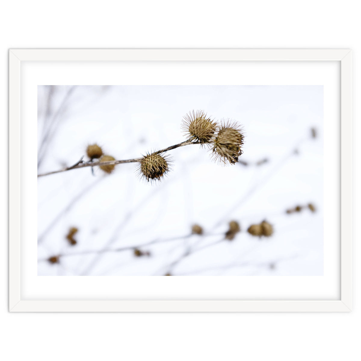 Winter Thistles