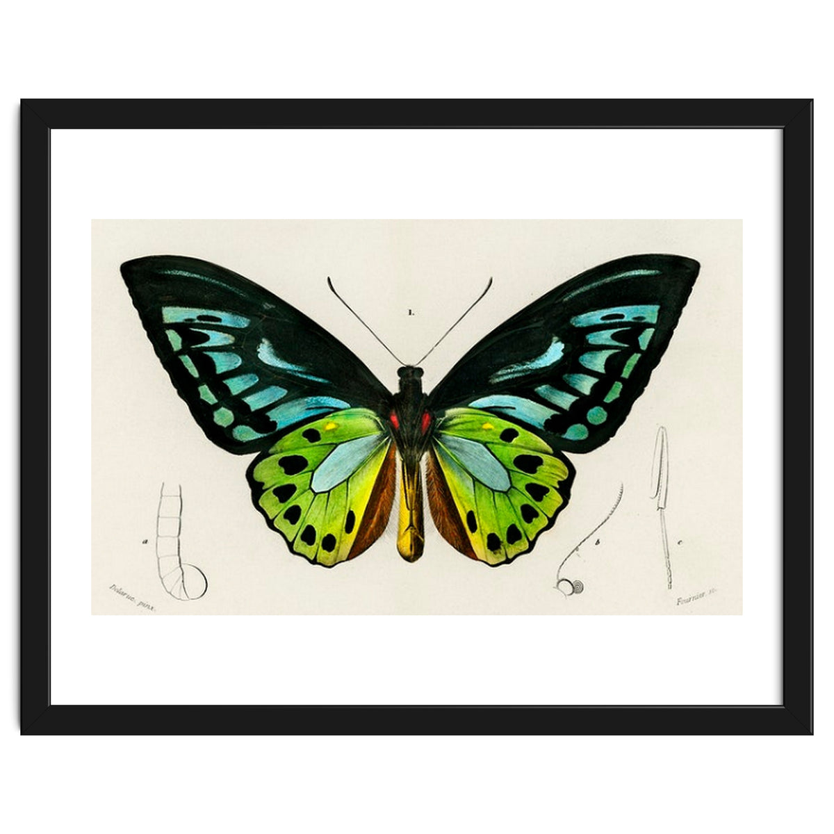 Green birdwing illustrated