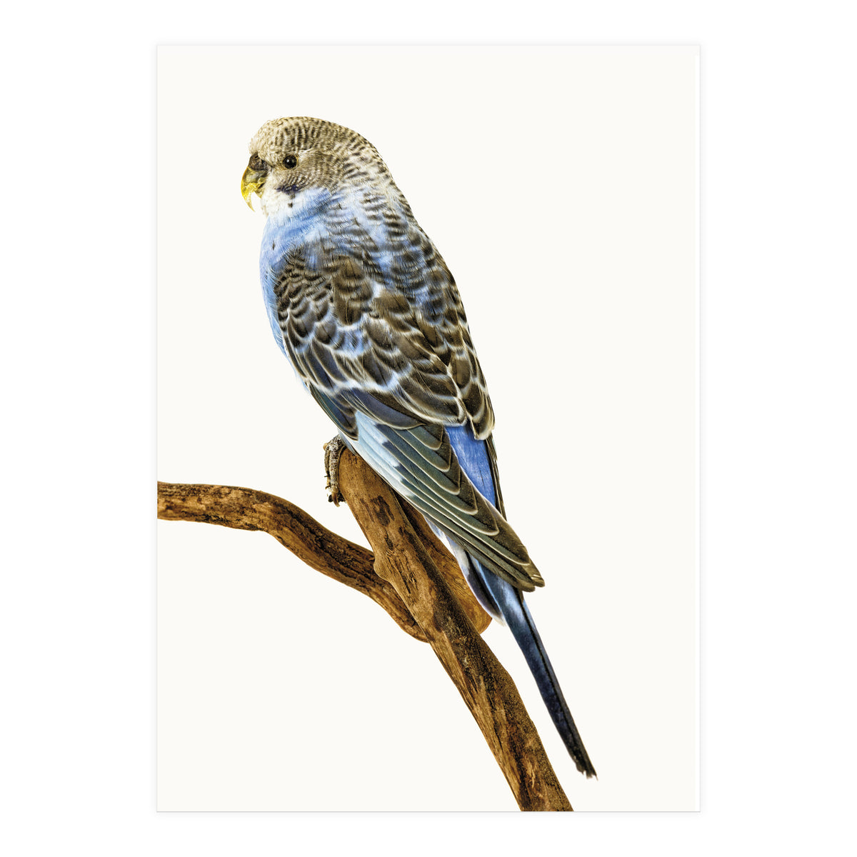 Cc Birds 04 (Print Only)