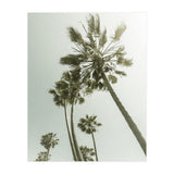 Vintage Palm Trees  (Print Only) thumbnail