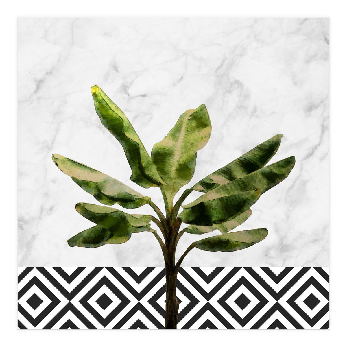 Banana Plant On White Marble And Checker Wall (Print Only)