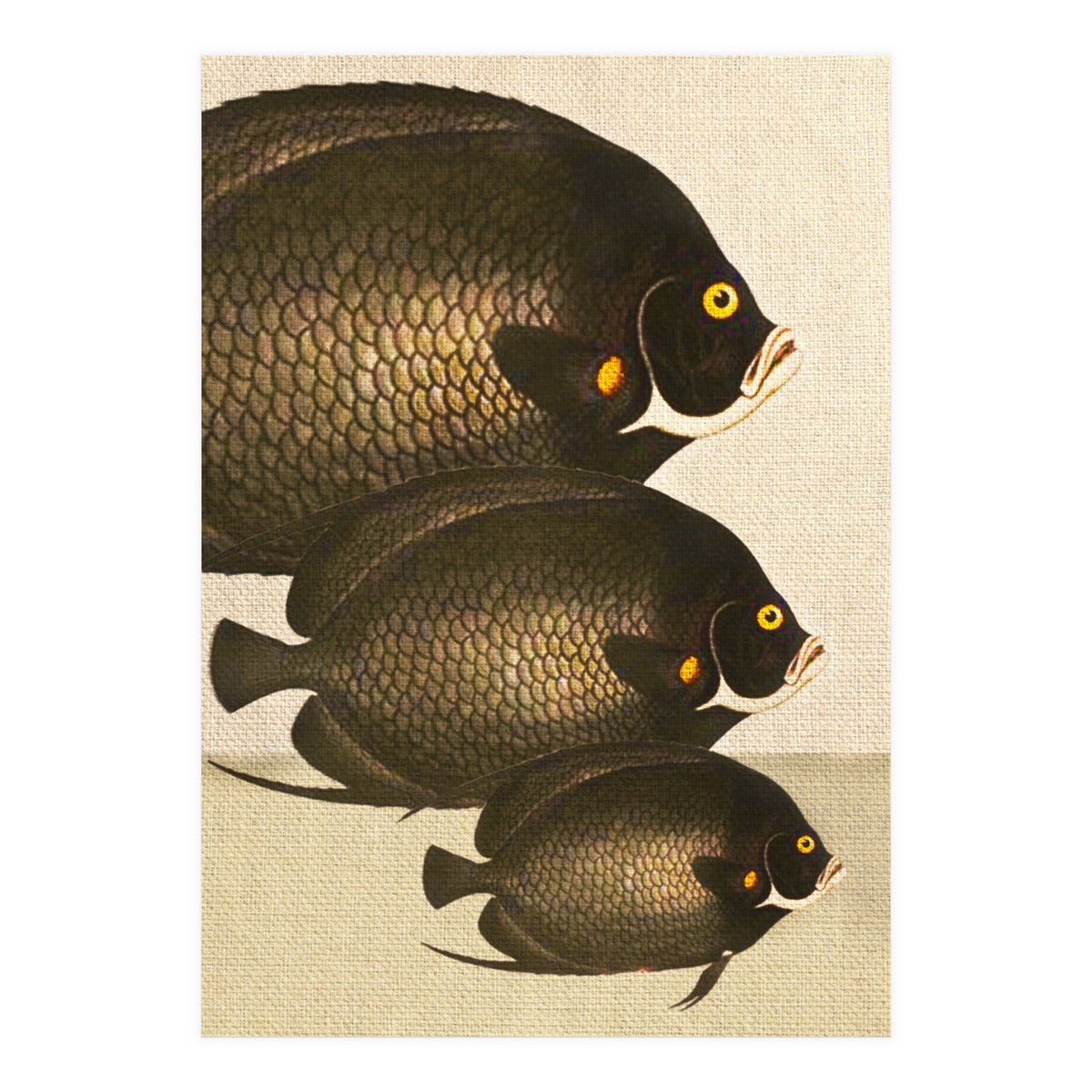 Fish Classic Designs 11 (Print Only)