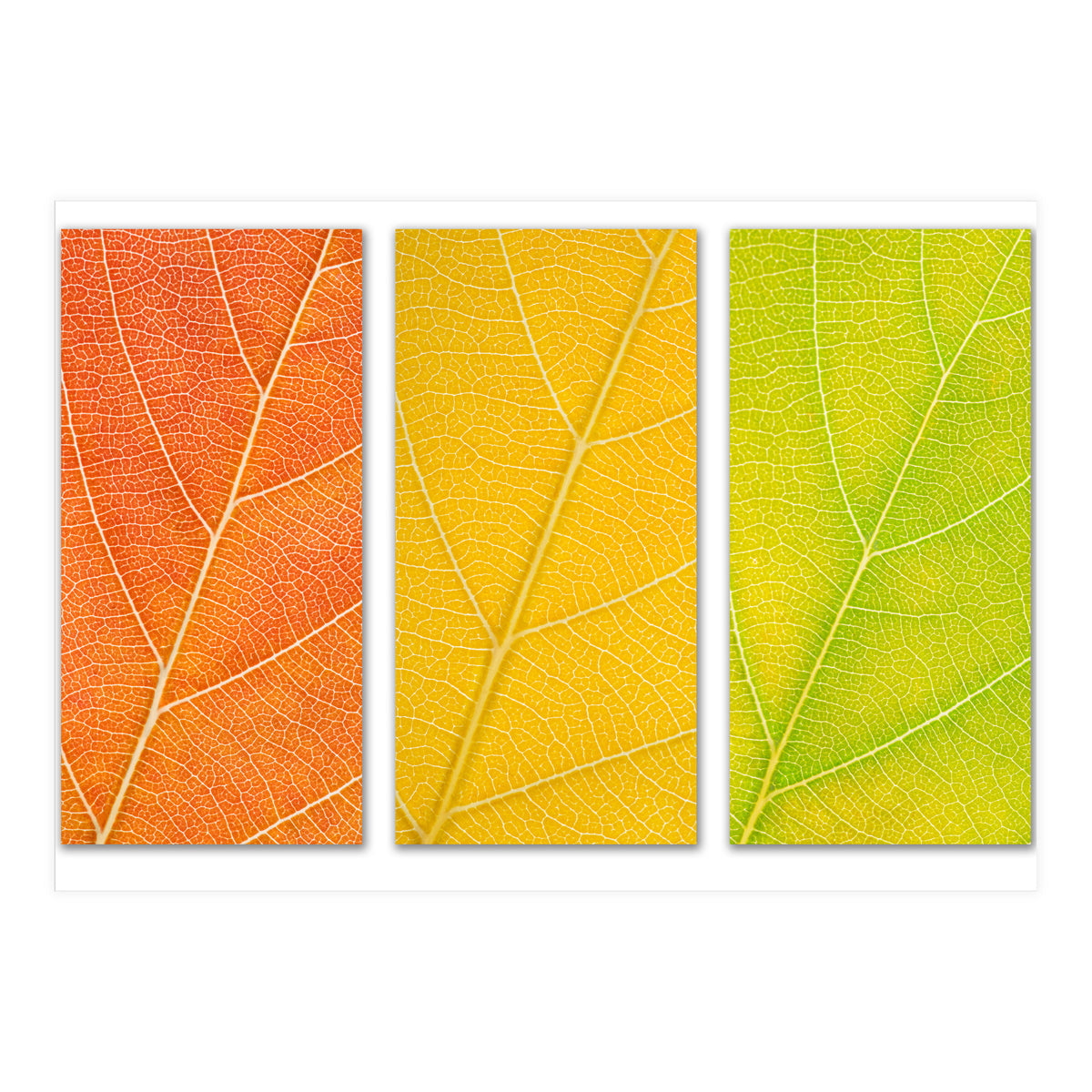 Autumn Leaves (Print Only)