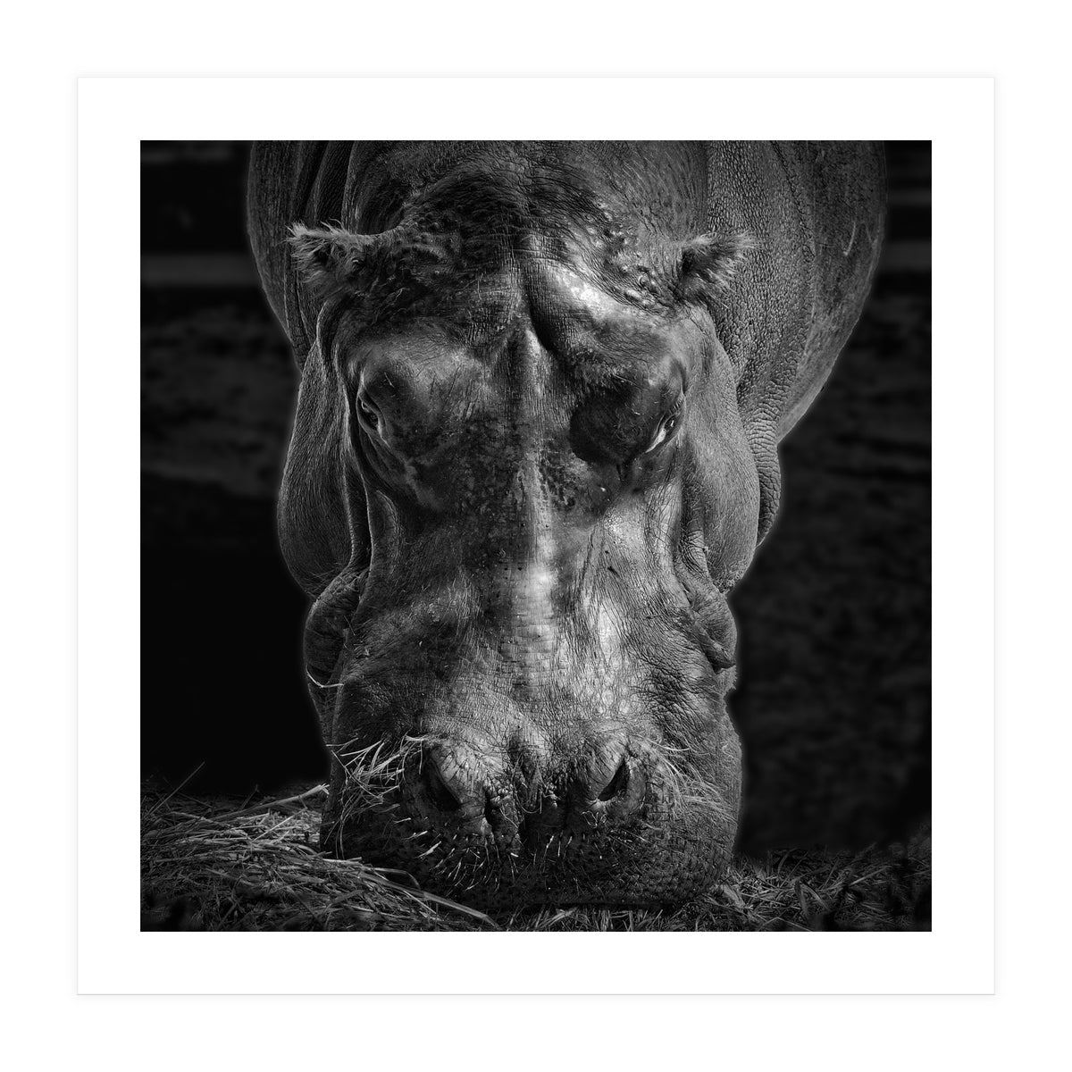 Hippopotamus (Print Only)