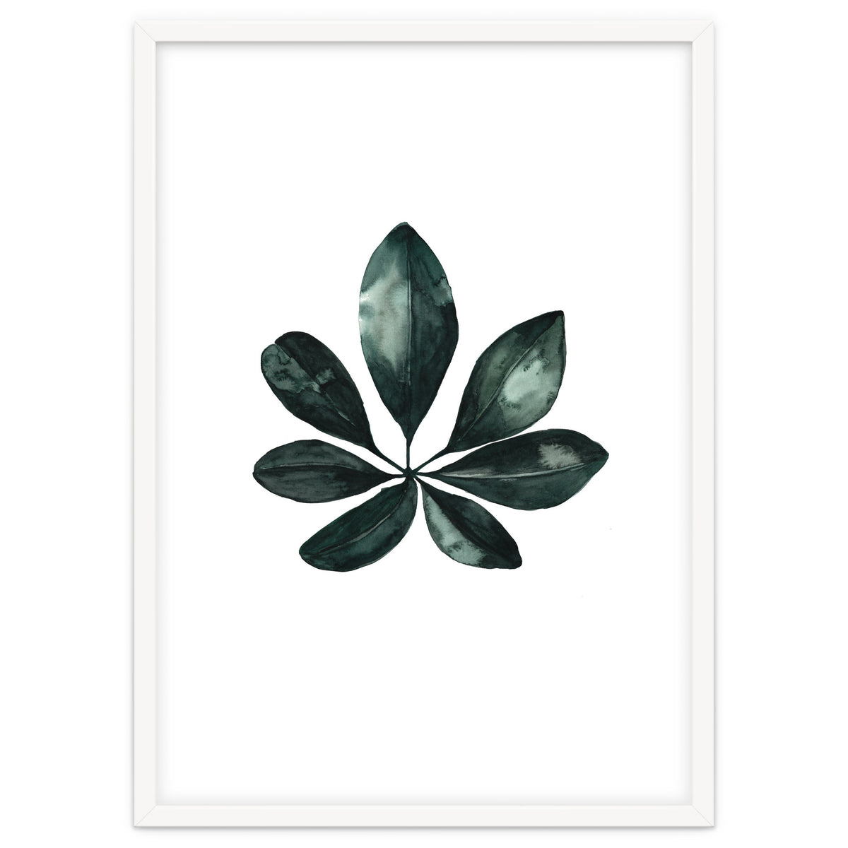 Botanical Illustration Arboricola Schefflera