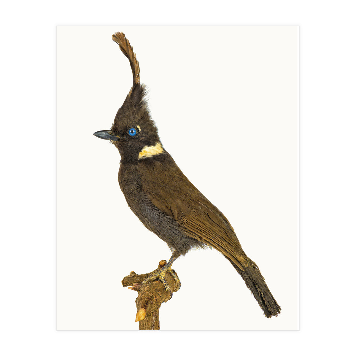 Cc Birds 05 (Print Only)