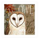 Barn Owl (Print Only) thumbnail
