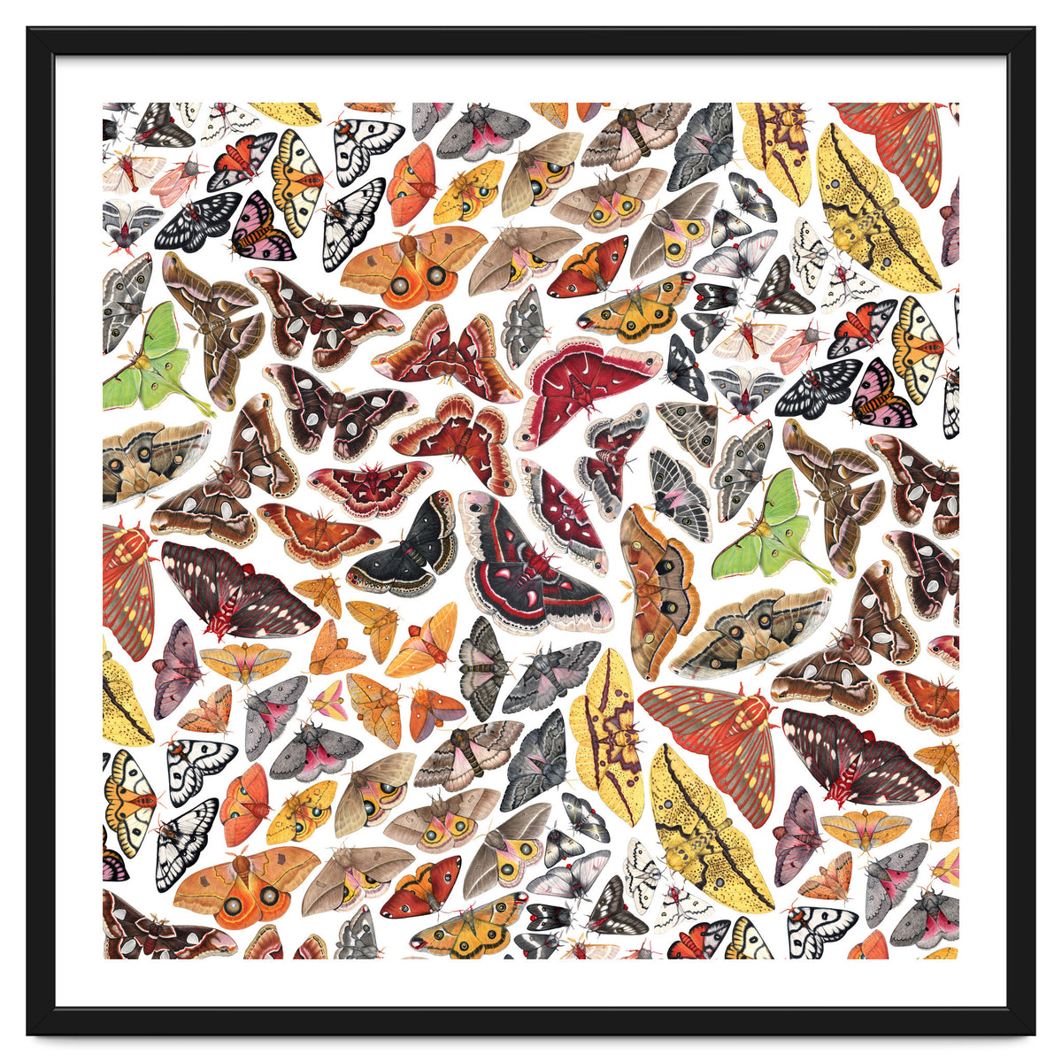 Saturniid Moths of North America Pattern
