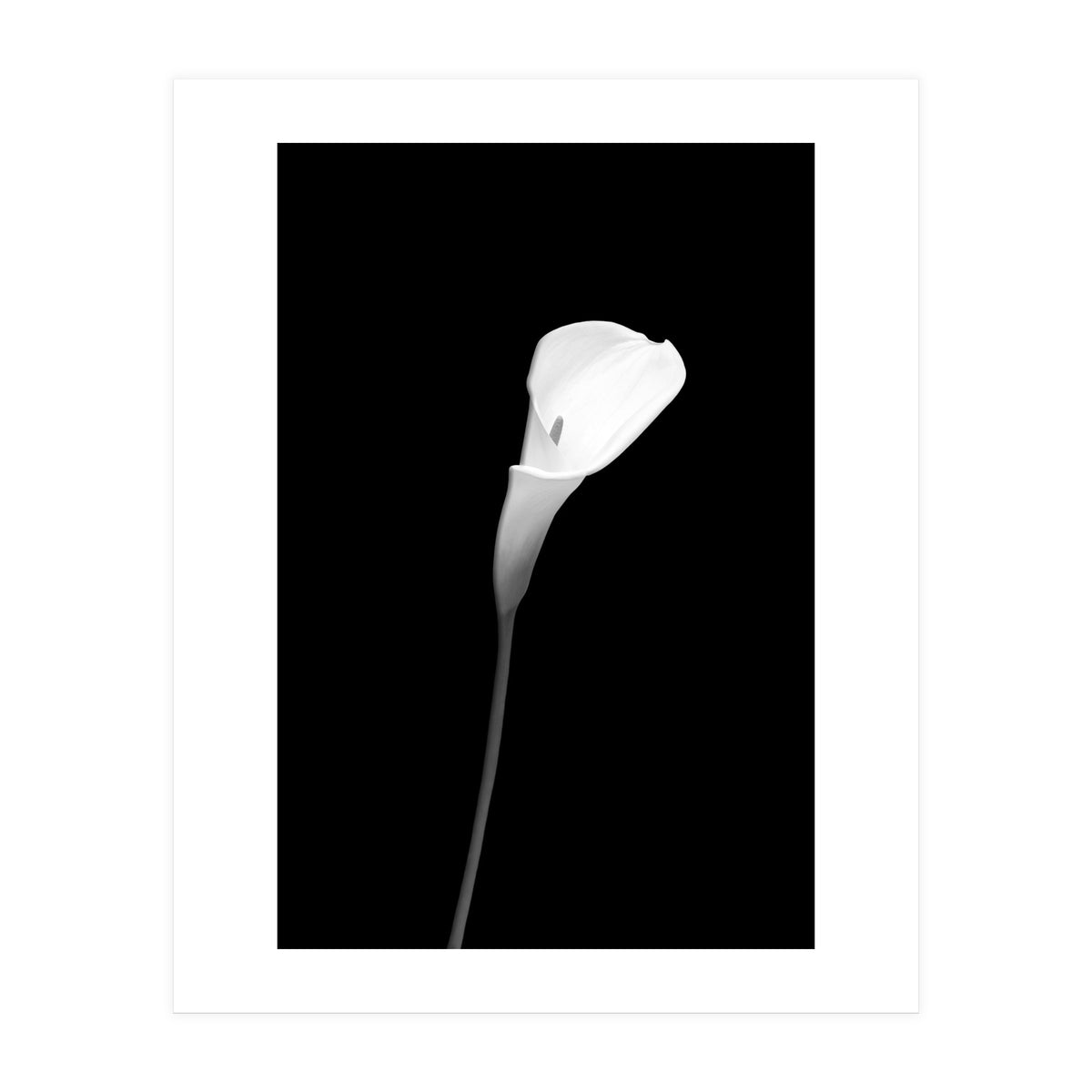 Calla | dark design (Print Only)