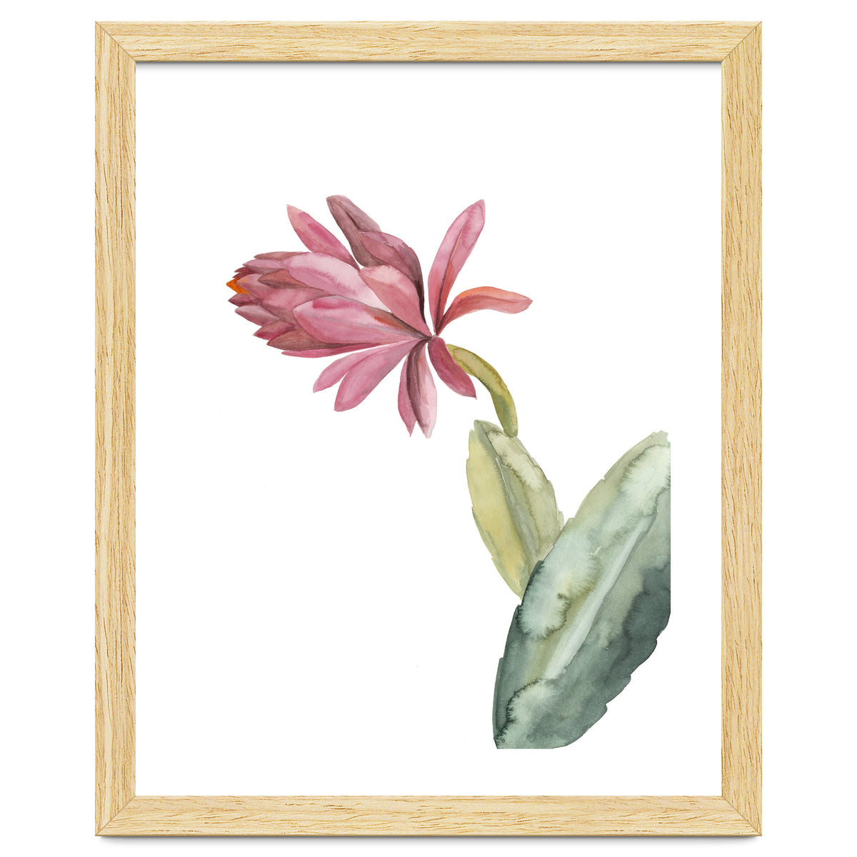 Botanical Illustration Pink Cactus Flower