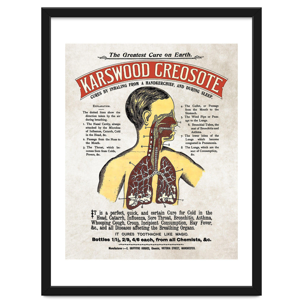 anatomy digestive system poster