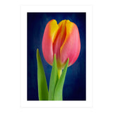 Tulip (Print Only) thumbnail
