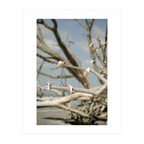 Seashells And Driftwood  (Print Only) thumbnail