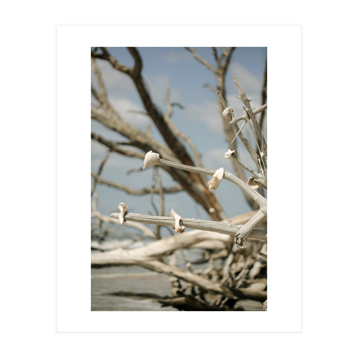 Seashells And Driftwood  (Print Only)