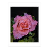 Pink Dew Rose (Print Only) thumbnail