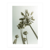 Vintage Palm Trees  (Print Only) thumbnail