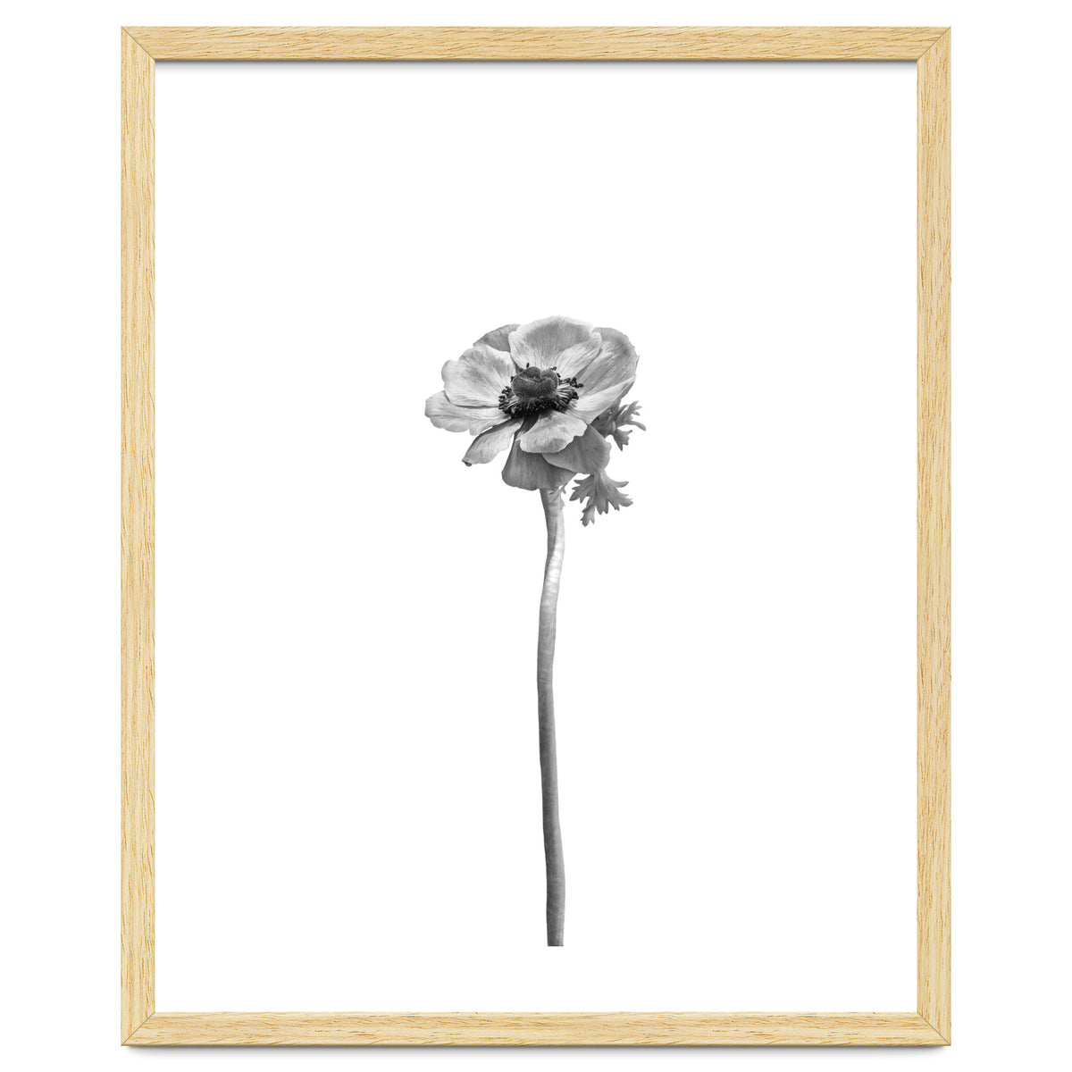 Anemone coronaria | bright design