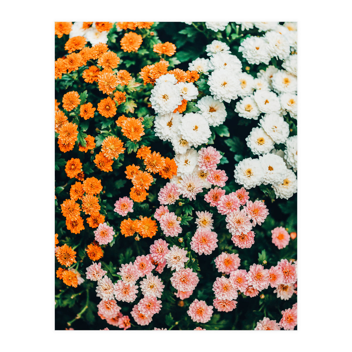 In My Garden (Print Only)