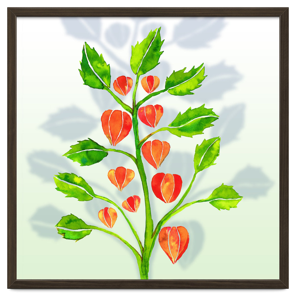Physalis