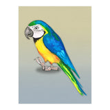 Blue and yellow macaw (Print Only) thumbnail