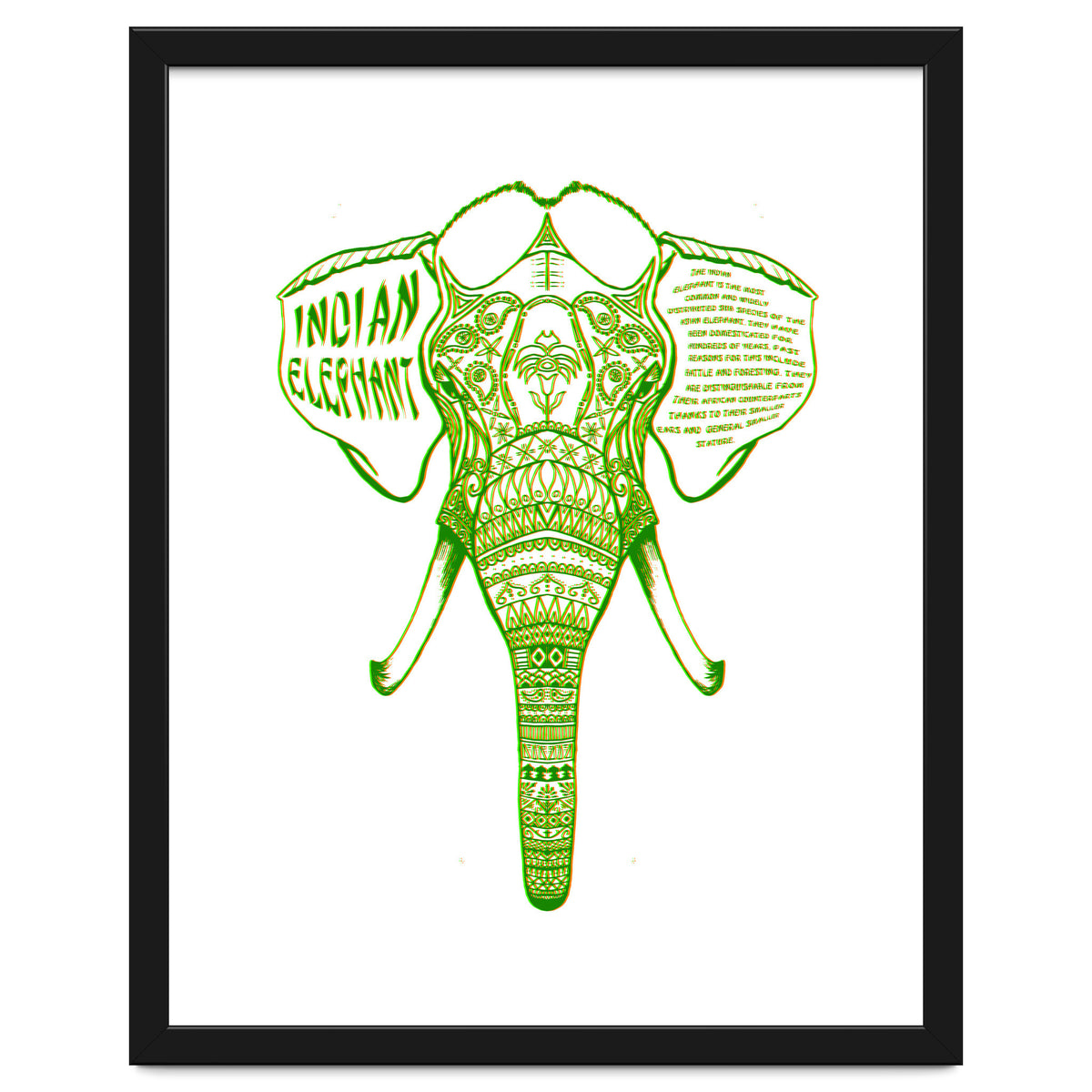 Indian Elephant