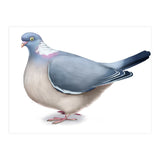 Wood Pigeon (Print Only) thumbnail