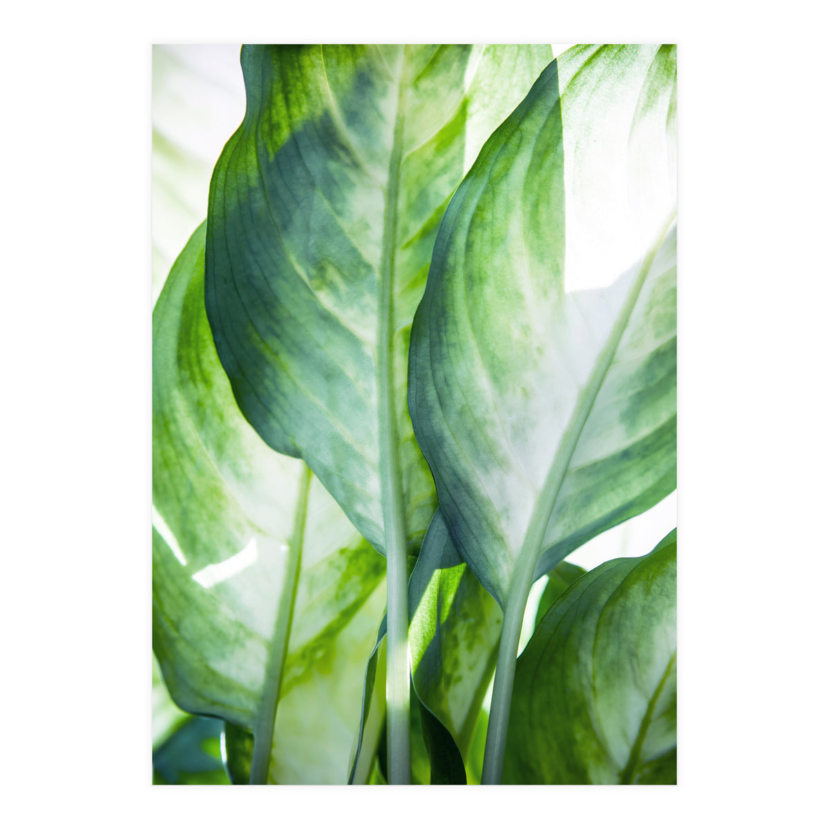 Tropic Abstract (Print Only)