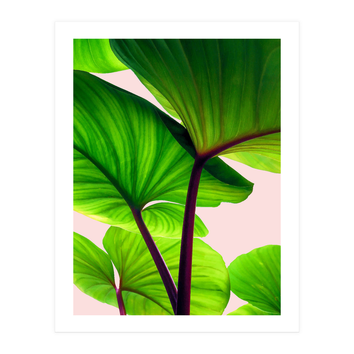 Charming Sequence (Print Only)