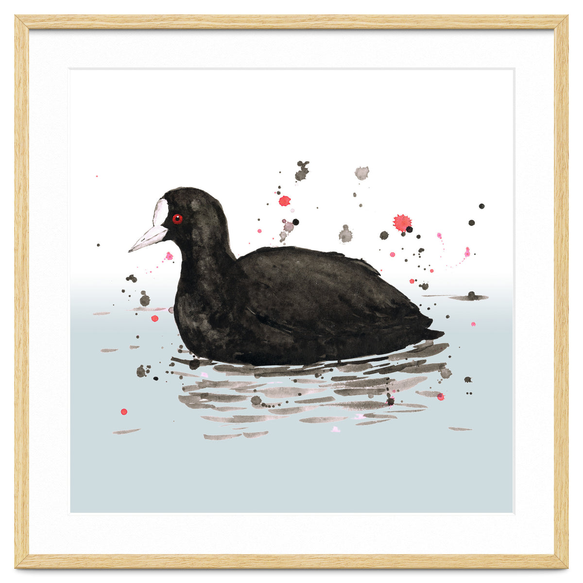 Common coot