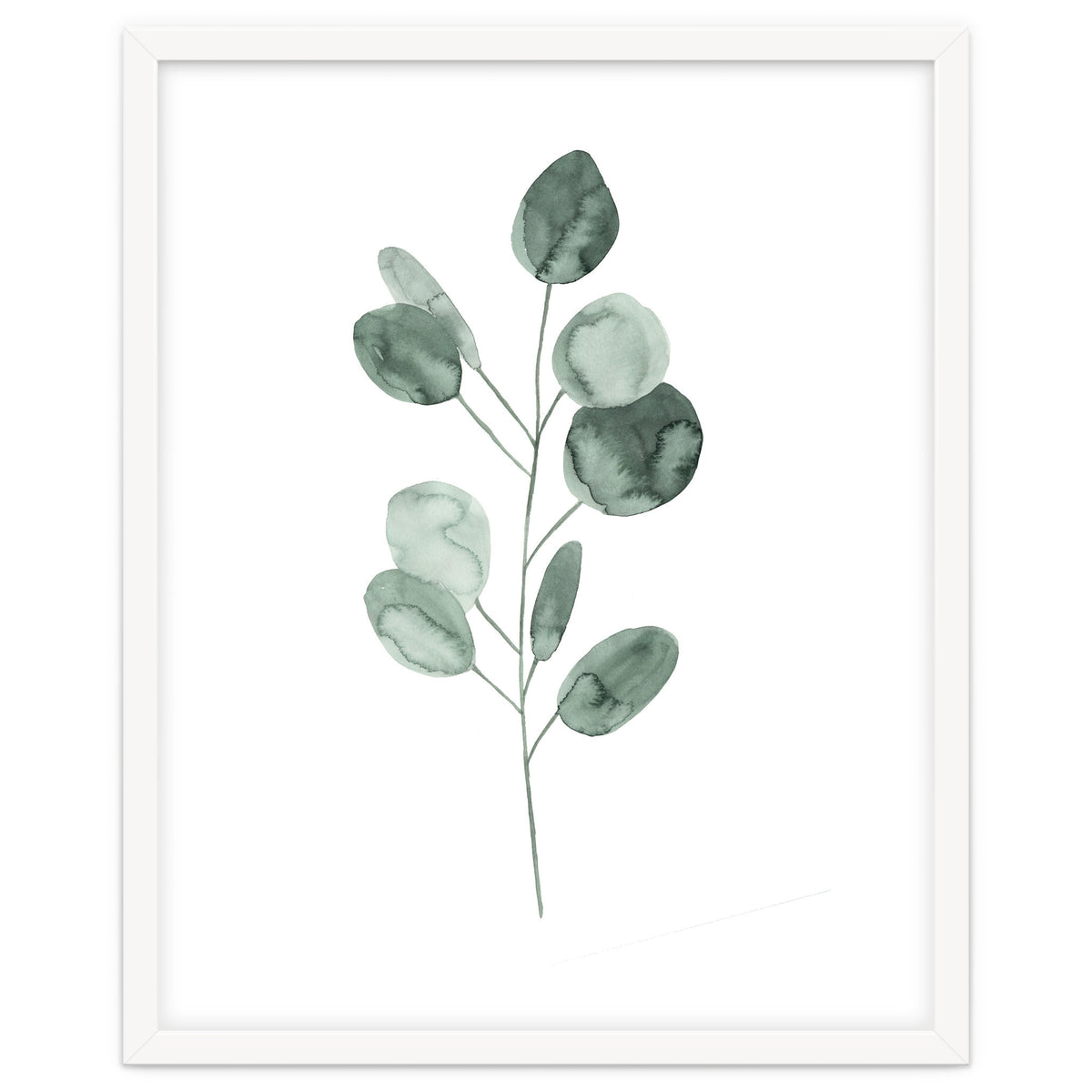Botanical Illustration Eukalyptus2