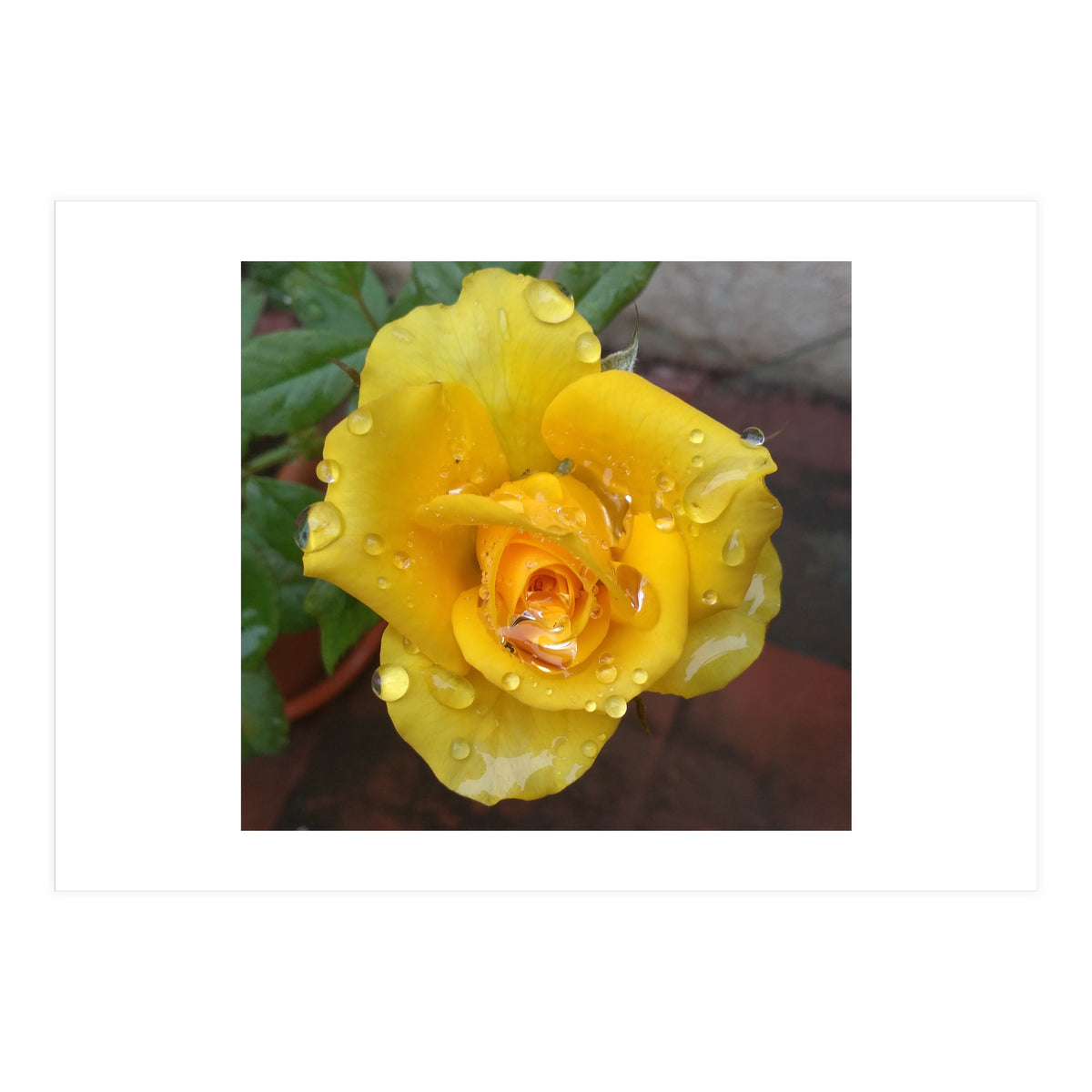 Yellow Rose with Dew Drops (Print Only)