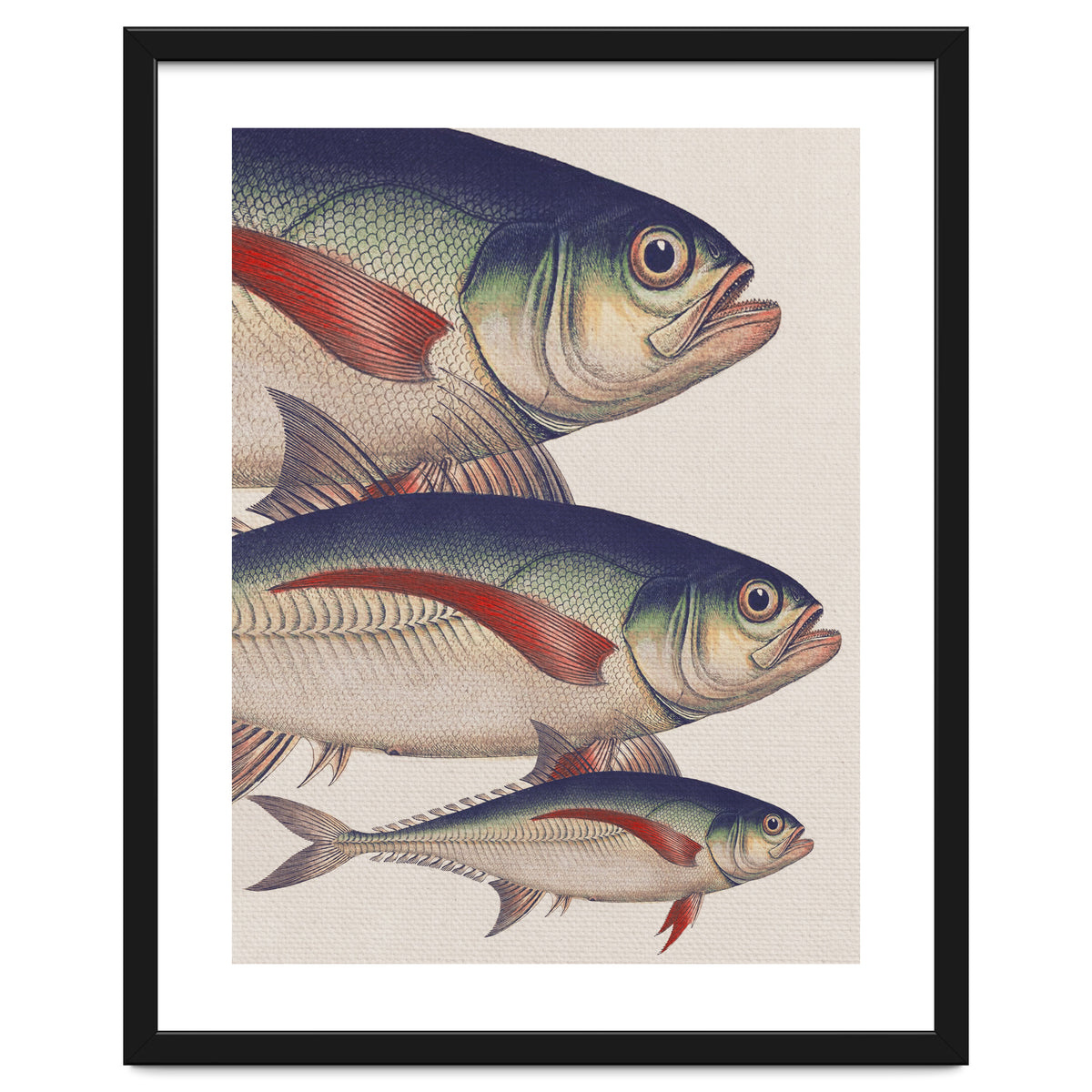 Fish Classic Designs 5