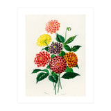 Dahlia illustrated (Print Only) thumbnail