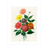 Dahlia illustrated (Print Only)