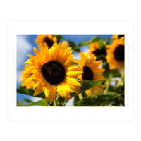 Sunflowers (Print Only)